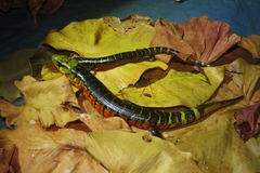 Diploglossus monotropis