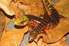 Diploglossus monotropis