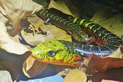 Diploglossus monotropis