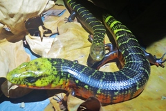 Diploglossus monotropis