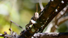 Schistocerca piceifrons