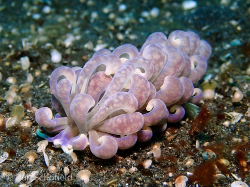 Magnificent Soft Coral Eater