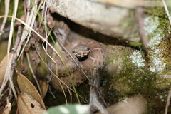 Crotalus willardi willardi