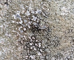 Pertusaria plittiana