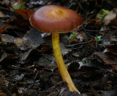 Aureonarius collybianus