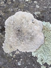 Pertusaria plittiana