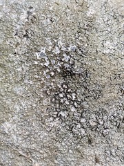 Pertusaria plittiana