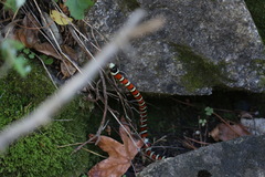 Lampropeltis knoblochi