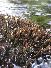 Cladopus queenslandicus