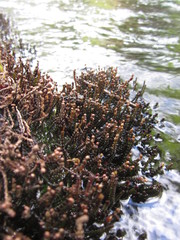 Cladopus queenslandicus