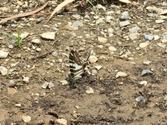 Protographium leosthenes