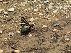 Protographium leosthenes