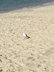 Chroicocephalus ridibundus