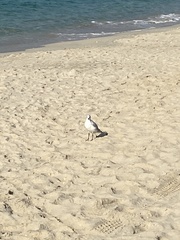 Chroicocephalus ridibundus