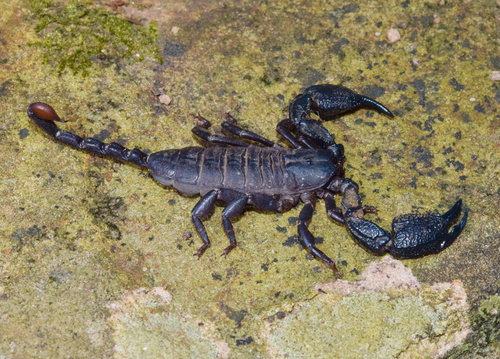 Photo of Rock Docile Scorpion (Opisthacanthus validus)