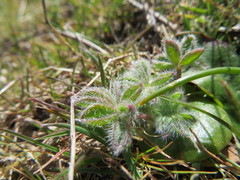 Lupinus densiflorus densiflorus