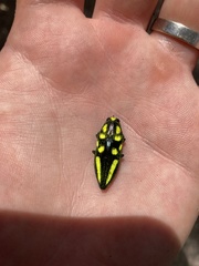 Metataenia aurofoveata