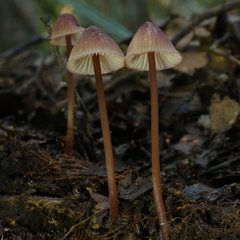 Mycena mariae