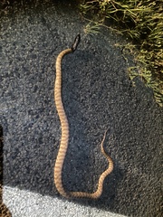 Aspidites melanocephalus