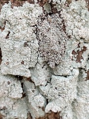 Lepraria normandinoides