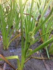 Sparganium emersum