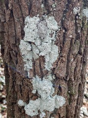 Lepraria normandinoides