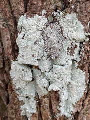 Lepraria normandinoides