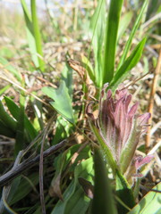 Castilleja levisecta
