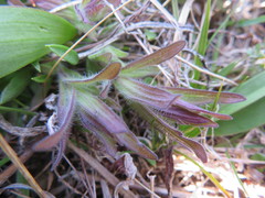 Castilleja levisecta