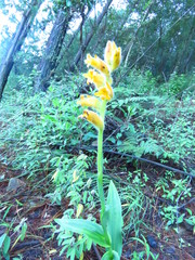 Dichromanthus aurantiacus