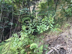 Veronica stricta stricta