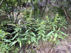 Veronica stricta stricta