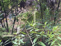 Veronica stricta stricta