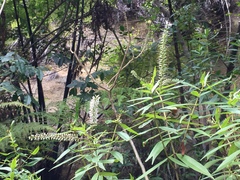 Veronica stricta stricta