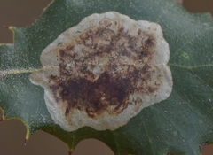 Phyllonorycter belotella