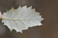 Phyllonorycter belotella