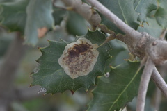 Phyllonorycter belotella