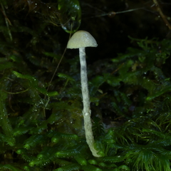 Cortinarius rattinus