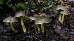 Cortinarius exlugubris