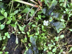 Glossostigma elatinoides
