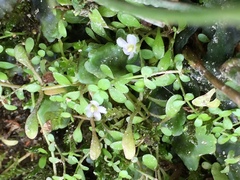 Glossostigma elatinoides