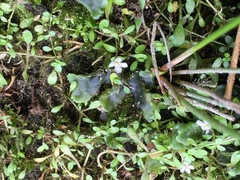 Glossostigma elatinoides