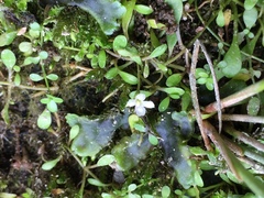 Glossostigma elatinoides