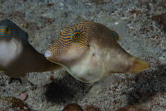 Canthigaster compressa