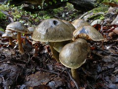 Cortinarius exlugubris