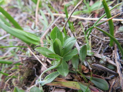 Sericocarpus rigidus