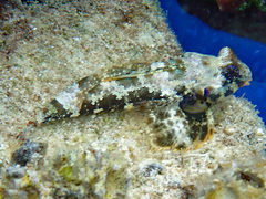 Synchiropus ocellatus