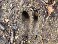 Hydropotes inermis argyropus