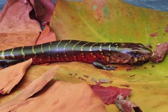 Diploglossus monotropis