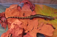 Diploglossus monotropis